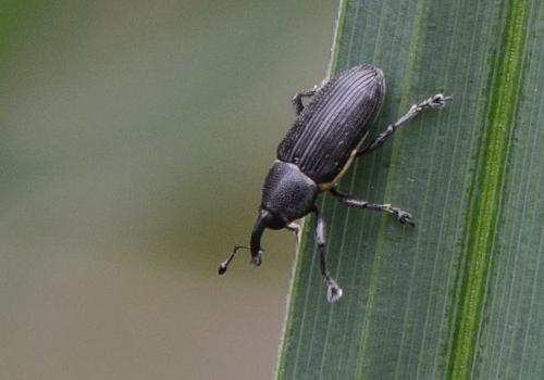 Limnobaris sp.